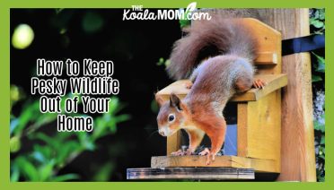 How to Keep Pesky Wildlife Out of Your Home. Photo of squirrel standing upside down on a bird feeder by by Ralph from Pixabay.