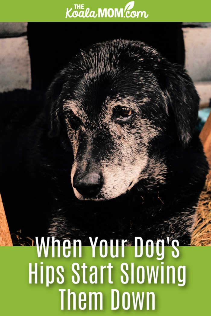 When Your Dog's Hips Start Slowing Them Down. Photo of black lab with lots of grey around his muzzle looking sideways by Никита Титов via Pexels.