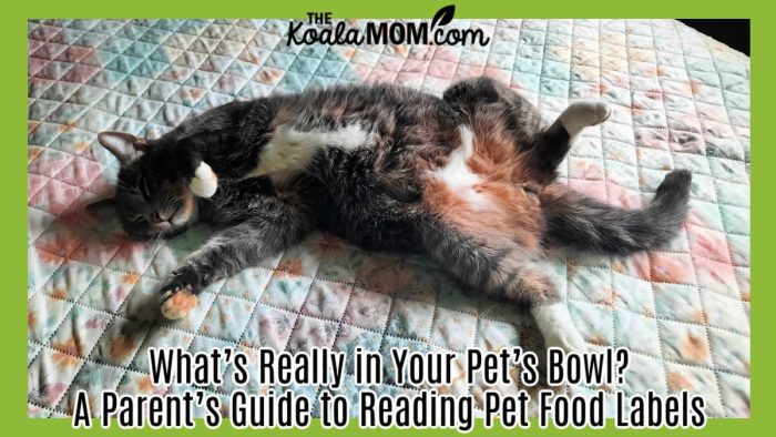 What’s Really in Your Pet’s Bowl? A Parent’s Guide to Reading Pet Food Labels. Photo of grey cat sprawled on bed by Bonnie Way.
